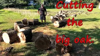 Cutting the big oak. Echo CS590 with 24