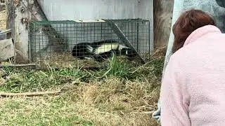 We caught a skunk!