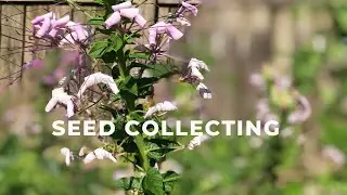 Seed Collecting!