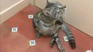 Cat wakes me up every morning 🔊🔊