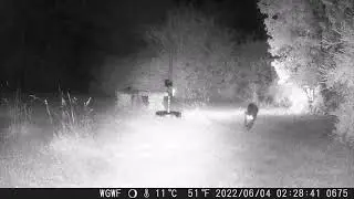 Cat/kitten chase around in a circle