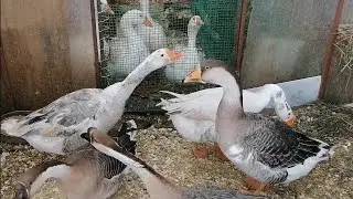 Мои любимые гуси. Зимовка в теплице.