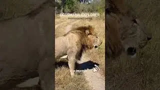 Lion attacks Tourist! Grumpy Machaba #shorts