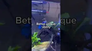 Bettas breath air