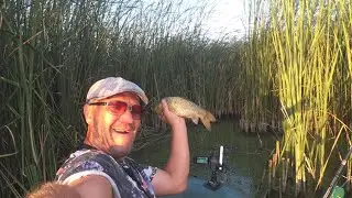 Где я получаю ДОФАМИН \ Рыба Cтала на ГОРОХ