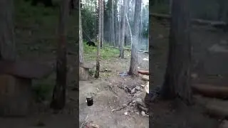 Кот прогоняет медведя