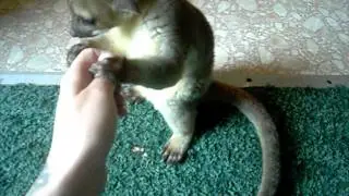 Kinkajou & Coatimundi