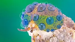 ТОП 10 УДИВИТЕЛЬНЫХ И ОПАСНЫХ НАСЕКОМЫХ
