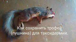 Primary processing of fur for taxidermy.
