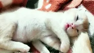 Cute dreaming kitty (Original!!)