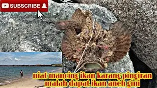 MACING IKAN TEPI LAUT MALAH DAPAT IKAN MONSTER