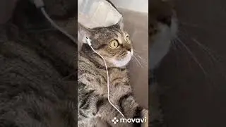 котики смешные приколы