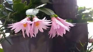 РАСПУСКАЮТСЯ ЛЮБИМЫЕ РИПСИКИ ! 🥰🌺🥰