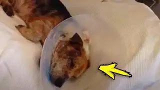 The couple brought the dog for euthanasia. After finding out the reason, the veterinarian kicked