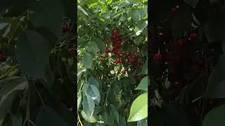 Солодка вишня по 10-12грамів 