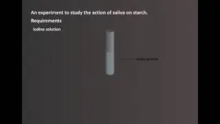An experiment to study Saliva on Starch | Effects of Saliva on Starch