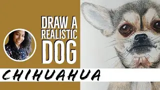 Draw a realistic dog | Chihuahua | Pencil colors | #8 of #dogseries | Sruthy Sk