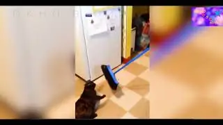 СМЕШНЫЕ КОТЫ И КОШКИ 2017 ПРИКОЛЫ С КОТАМИ И КОШКАМИ 2018 ПРИКОЛЫ ПРО КОШЕК 2018