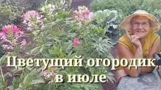 Огородик 21 июля 2023 г.