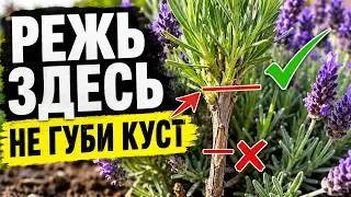 PRUNING LAVENDER IN JULY: The MAIN TRICK Everyone MISSES