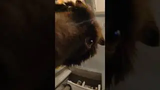 Nom nom nom snack time! ASMR-ish