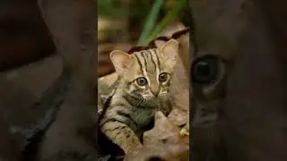 ShortsVids || World's smallest cat rusty Spotted cat #2 #shorts