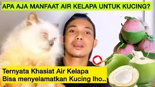 KHASIAT AIR KELAPA HIJAU UNTUK KUCING - Manfaat air kelapa ijo untuk kucing sakit