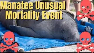 Florida Manatees Are in Serious Trouble...