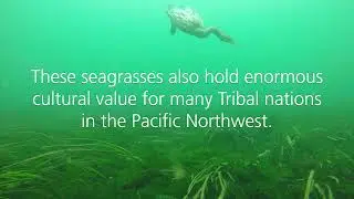 An underwater look at a Puget Sound eelgrass meadow