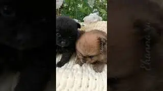 щенки шпица  открыты для резерва