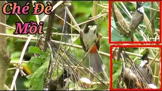 Bẫy Đấu Chào Mào Bổi Mới Nhất. Gặp Chiến Binh Ché Đè Mồi Bóng Bộ Đẹp Tố Chất Cái Kết.
