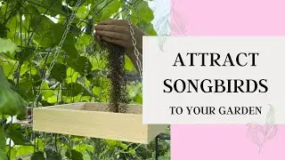Attract Songbirds to Your Yard With These Simple Steps 🦜