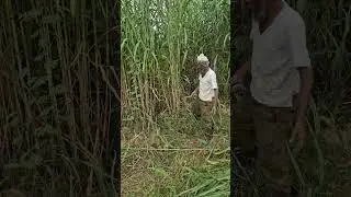 नांगरणी नाही, कोळपणी नाही, तण काढले नाही. Result of Regenerative Farming Practices on Fodder Crop.