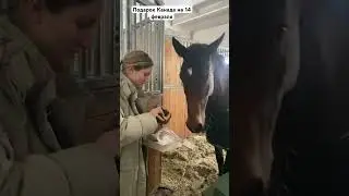 Подарок лошади на 14 февраля 