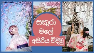 සකුරා බලන්න යමු!! |Sakura in japan