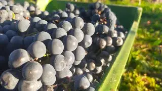 Wino działkowe wieloowocowe - przepis🍷