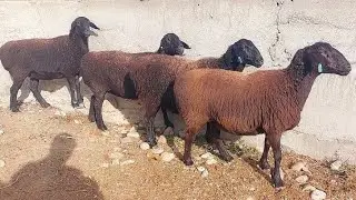 Hispanos vigilan urgentemente a las ovejas Hissar | Hisori sovliqlar