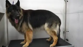 Сторожевые породы собак
