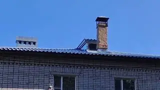 Будапештские спортивные голуби! 