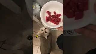Кот бежит на звук тарелок 😁 #cats