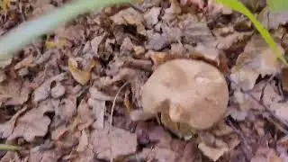 ГРИБ 🍄 БОРОВИК, КОГДА "ЗАСУНУЛ НОС"