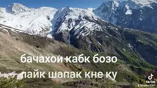 кабк шикори дамш бги