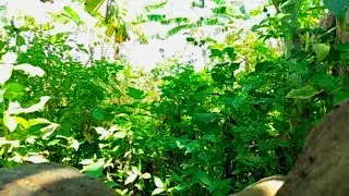 The Sound Of Birds In The Wild - Make Your Birds Sound Diligent