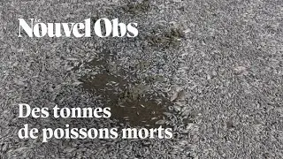 Grèce : pourquoi le port de Volos est-il envahi de poissons morts ?