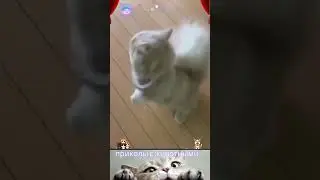 приколы с животными) , смешные моменты , веселые коты и собаки  , кошки  