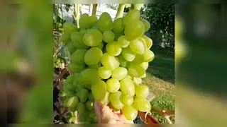 Бажена 16.08.21.