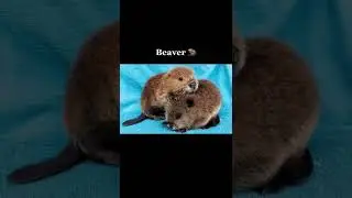 Animals you haven’t seen as babies