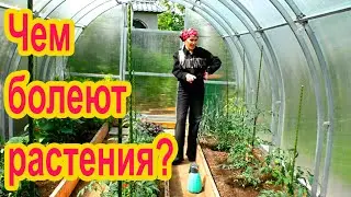 Болезни растений: этого о них вы не знали