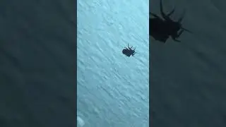 Parke Söküldükten Sonra Duvara Tırmanan Tahtakurusu