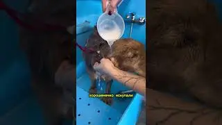 Клещи!!! Не забудьте обработать своих питомцев🙏🏻 